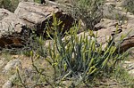 Euphorbia tescorum PV2496 Merille GPS168 v 2012 Kenya 2014_0418.jpg